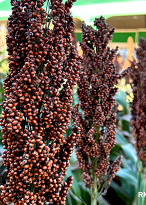 765 SORGO
