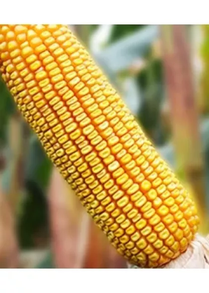 BM 3088