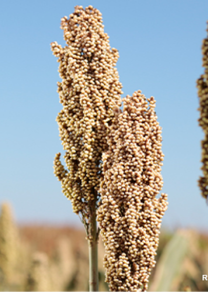 767 SORGO