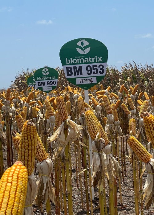 BM 953